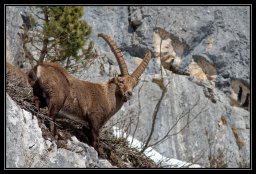 faune de nos montagnes 9